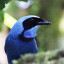 black-collared-jay