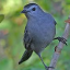 catbird