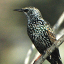 starling